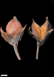 Veronica ligustrifolia. Capsules. Scale = 1 mm.
 Image: W.M. Malcolm © Te Papa CC-BY-NC 3.0 NZ